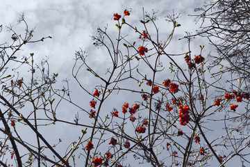 branches of viburnum with red berries against a gray sky with clouds, selective focus. viburnum background, bottom view.