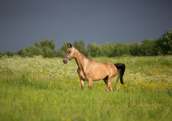 Akhal-Teke horse
