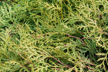 green christmas leaves of Thuja trees with selective focus. Thuja is a genus of coniferous trees.