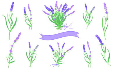 Fototapeta na wymiar Vector illustration. Beautiful set of lavender, lavender bouquet with purple ribbons. White background. 