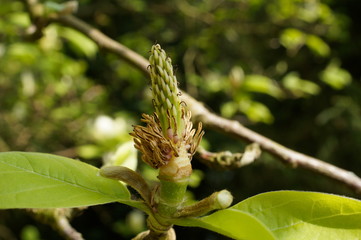 gelben Magnolien-Sorten