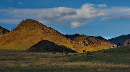 Fototapeta na wymiar Russia. The South Of Western Siberia. Free pastures in the valleys of the Altai Mountains