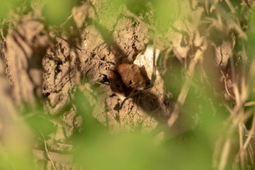 Zwischen grünem Blattwek sitzt eine Rötelmaus auf braunem Untergrund