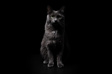 Gorgeous purebred dark gray cat with intelligent green eyes in full growth sitting on a black background and confidently looking into the frame