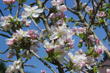 Apple blossoms on a tree