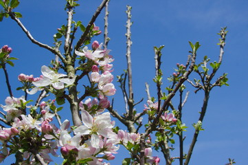 Apple blossoms on a tree