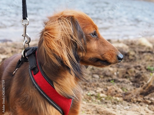 Beautiful Brown Long Haired Dachshund On The Beach Stock Photo