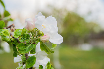 Spring flowers in nature