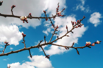 Low angle view tree branch
