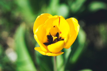 yellow poppy in street