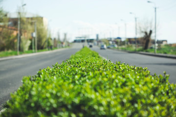 green grass with street