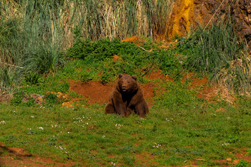 Obraz premium brown bear in late winter in a rocky enclosure and with tall green grasses
