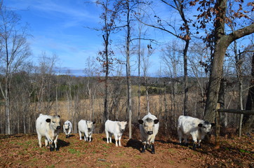 English White Cows on Rural Farm in Fall