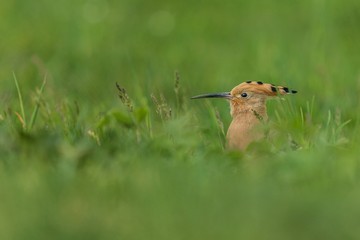 Eurasian hoopoe, a brown bird with long black beak and a crown of feathers on its head sitting in green grass peeking out. Blurry foreground and background. Location Czech Republic