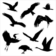 silhouettes of birds
