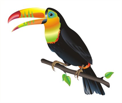Tuokan colorful exotic African bird cartoon