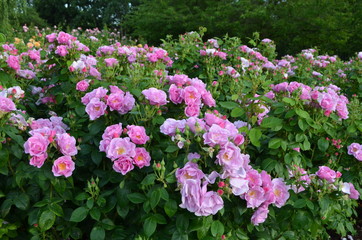 Bush with pink roses and green leaves in a garden in a sunny summer day