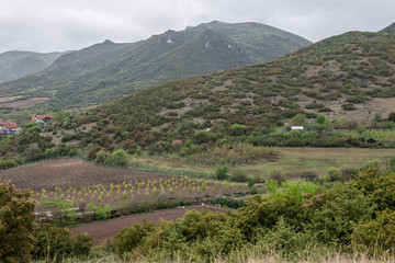 Fototapeta na wymiar Spring in the mountains, fresh green vegetation.