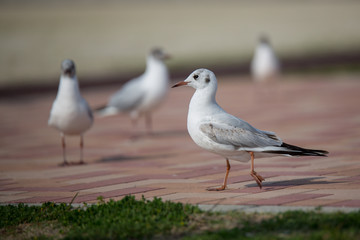 Obraz premium カモメ