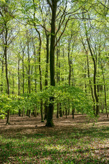 Sun shining through a green forest in spring