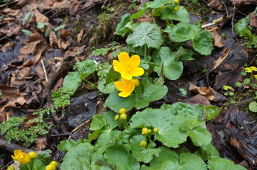 Fototapeta premium Large yellow marsh marigold flowers, blooming near the creek. Carpathian mountains.