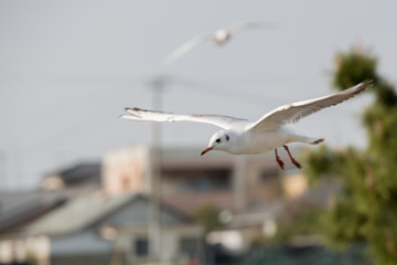 カモメ