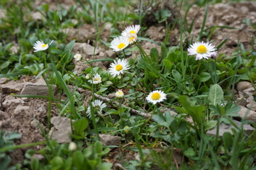 White daisy blooming on the rocks.