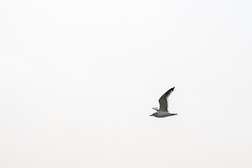 カモメ