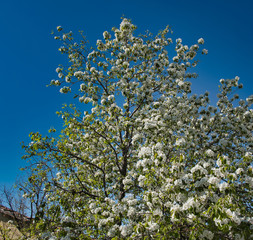 Tree Flower in the Spring Time