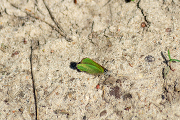 Makroaufnahme grüner Zipfelfalter Schmetterling ( callophrys rubi ) auf trockenem Sandboden