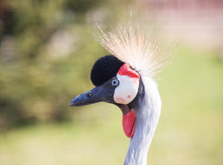 Crowned Crane. Crowned crane is a large bird from the family of real cranes, leading a sedentary lifestyle in West and East Africa. The bird is one of Uganda's national symbols and is depicted on its 
