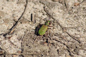Grüner Feldsandläufer Käfer ( cicindela campestris ) auf trockenem Sandboden