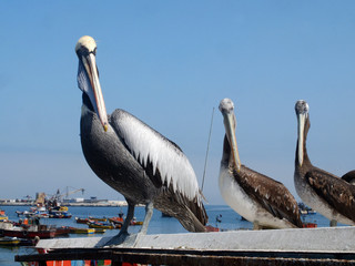 PESCADORES EN ARICA, CHILE