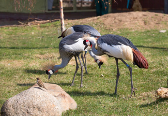 Crowned Crane. Crowned crane is a large bird from the family of real cranes, leading a sedentary lifestyle in West and East Africa. The bird is one of Uganda's national symbols and is depicted on its 