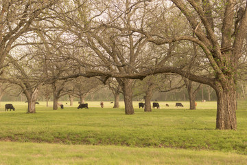 Cattle grazing among Pecan trees