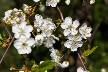 Spring flowering of trees and bushes