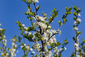 Spring flowering of trees and bushes