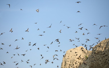 Colony of swallows,  Sand Martin breeding, flock of birds ( riparia riparia )