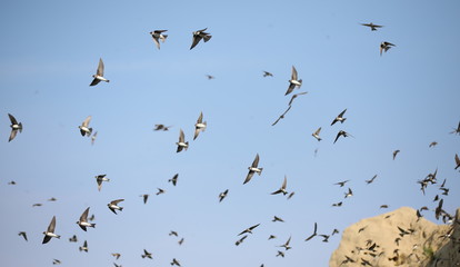 Colony of swallows,  Sand Martin breeding, flock of birds ( riparia riparia )