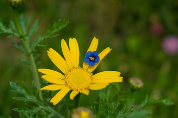close up of blue flower on a yellow daisy flower