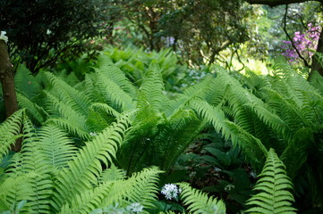 Farn, Psilotopsida,Natternzungengewächse (Ophioglossaceae) (inkl. Botrychiaceae, Helminthostachyaceae)