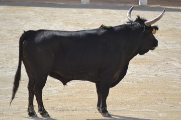 Toro della corsa camarguese, Provence, France