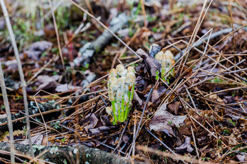 Growing up ferns. Bracken (Pteridium)  the forest in springtime Wisconsin