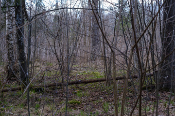 Obraz premium naked tree branches in early spring with no leaves on grey day