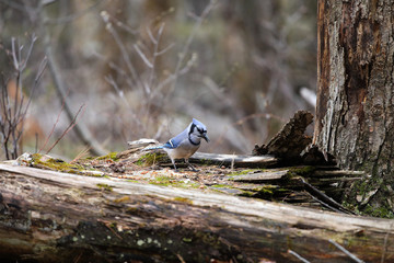 Blue Jay, Cyanocitta cristata , during spring with the bird feed on the state forest in Wisconsin.