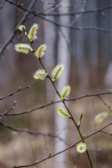 naked tree branches in early spring with no leaves on grey day