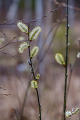 naked tree branches in early spring with no leaves on grey day