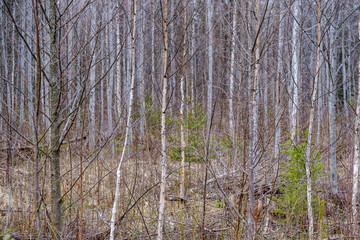 naked tree branches in early spring with no leaves on grey day