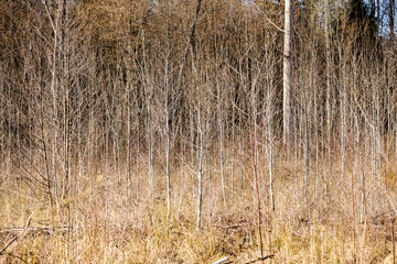 Fototapeta premium naked tree branches in early spring with no leaves on grey day