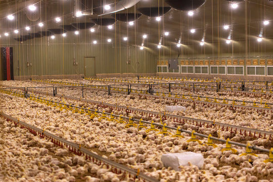 Small chickens in a hatchery